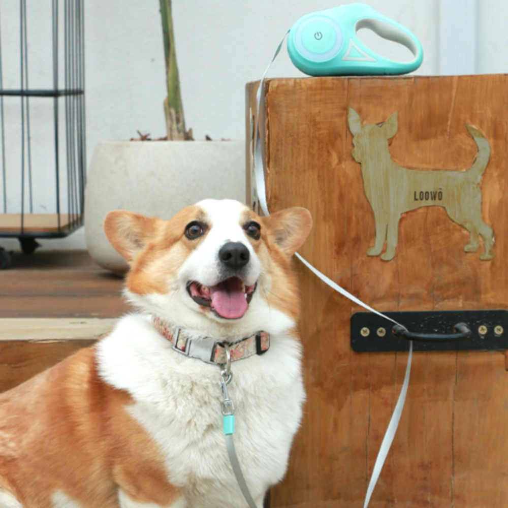 Automatic Retractable Leash with Lighting